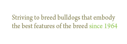 FujiGlow Bulldogs