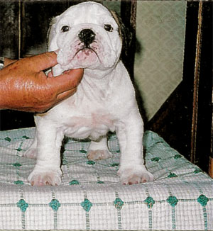 FujiGlow Bulldog puppy