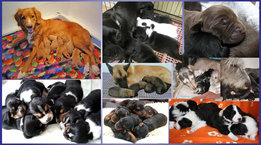 ワールドドッグズアジア　冷凍精子輸出入